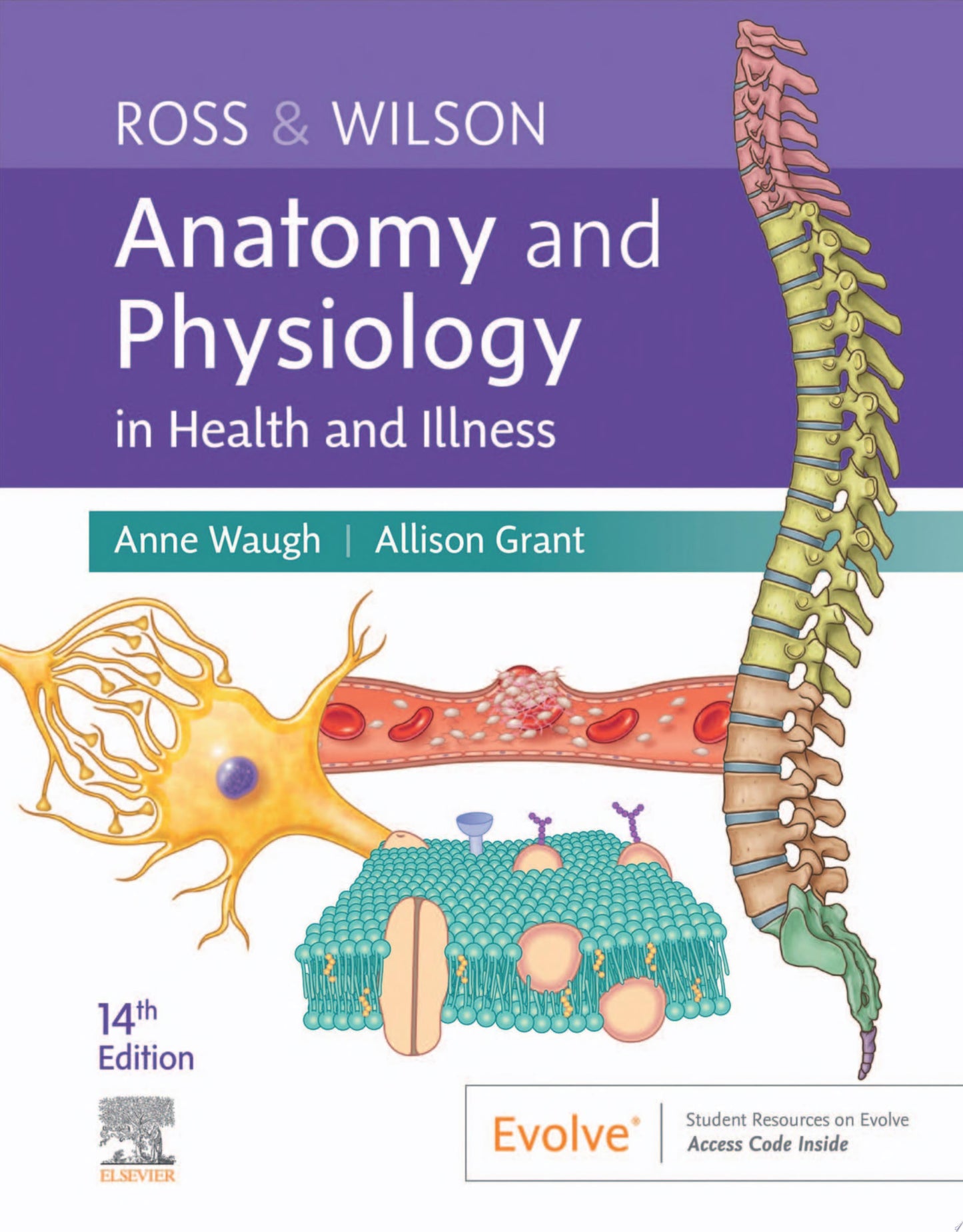 Anatomy and Physiology